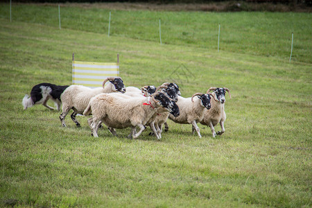 牧狗养的羊群绵羊牧羊犬绿色羊毛工作养殖动物森林草地草甸背景图片