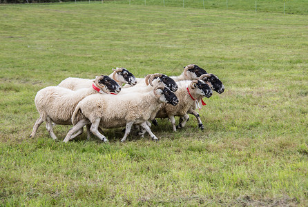 牧狗养的羊群动物牧羊犬森林绵羊绿色草地边缘养殖羊毛草甸背景图片