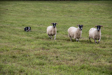 牧狗养的羊群工作绵羊绿色边缘养殖羊毛森林草地牧羊犬草甸背景图片