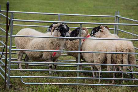 反刍偶蹄动物草地上的牧羊棚背景