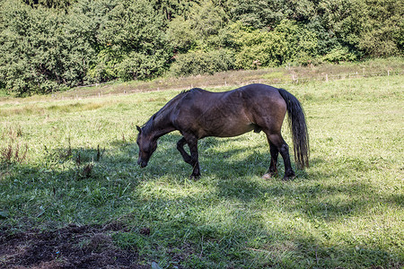 牧场上棕色马匹美丽鬃毛阉马尾巴草地骑马绿色马蹄铁导游跳线背景图片