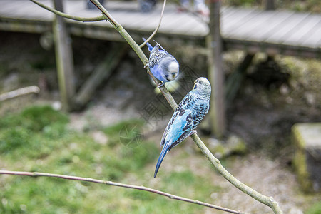歌唱长尾鹦鹉坐在树枝上若虫观赏鸟虎皮绿色平尾羽毛蓝色红色鸟类苍蝇背景