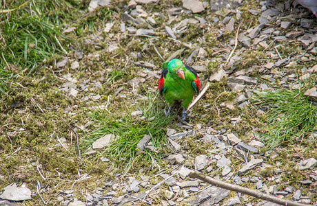 歌唱长尾鹦鹉坐在树枝上羽毛红色虎皮平尾绿色若虫美女苍蝇蓝色鸟类背景图片