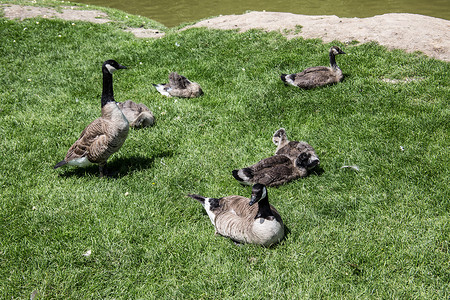 草地上的鹅家庭花椰子家禽游泳甘德绿色鸭鸟联谊会水禽野鸭羽毛背景图片