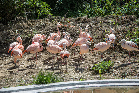 粉红火烈鸟组群粉色羽毛生物食者红色长腿长颈浮游候鸟棕色背景图片