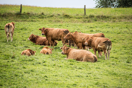 反刍偶蹄动物牧中的棕色牛牛群灌木丛绿色草地牧场养牛反刍动物号角手奶牛背景