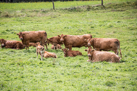 反刍偶蹄动物牧中的棕色牛草地反刍动物绿色号角手牧场牛群养牛奶牛灌木丛背景
