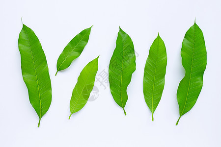 芒果白背景的叶子棕榈树叶植物热带工作室丛林森林季节香蕉花园背景图片