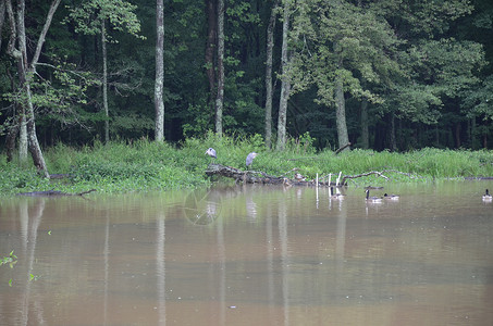 圆木和黑湖水上的大型起重鸟池塘日志木头野生动物动物沼泽苍鹭树木鸟类湿地背景图片