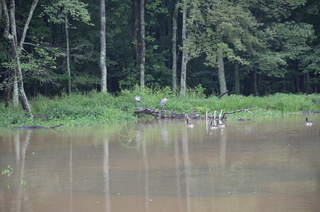 圆木和黑湖水上的大型起重鸟树木池塘沼泽日志木头动物湿地野生动物苍鹭鸟类背景图片