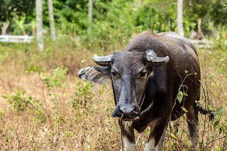 黑水水牛或喀拉波役畜农村奶制品草地乳牛家畜哺乳动物奶牛风景农业背景图片