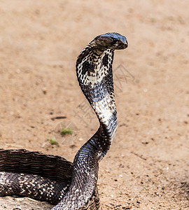 眼镜蛇蛇兜帽眼睛毒蛇捕食者生活王蛇眼镜爬虫荒野猎人背景图片