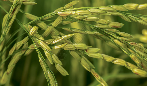 稻种种子背景图片