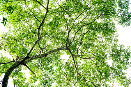 雨林树阳光热带绿色旅行森林叶子白色环境树叶棕榈背景图片