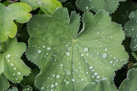 观音童子莲花台女用大衣的叶子和雨滴披风绿色反思漏斗状树叶女士珍珠叶脉背景