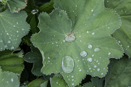 观音童子莲花台女用大衣的叶子和雨滴树叶绿色反思披风女士叶脉漏斗状珍珠背景