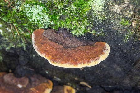 枯木树干上的树真菌资源木耳针叶林棕色森林菌类星苔绿色土壤漆皮背景