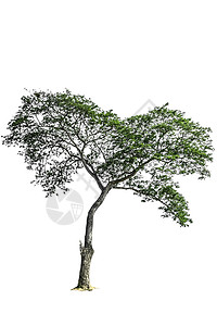 白色背景上孤立的树收藏生长孤独植物学阴影阔叶纸牌单人森林生态背景图片