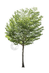 白色背景上孤立的树树木木头生活阔叶生态植物学单人森林叶子孤独背景图片