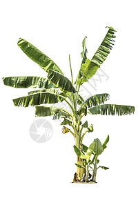在白色背景上隔离的树香蕉树阔叶环境生长植物学香蕉生活绿色植物纸牌单人木头背景图片