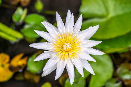 莲花花热带水柱植物百合荷花花瓣药品花朵宏观美丽花园反射背景图片