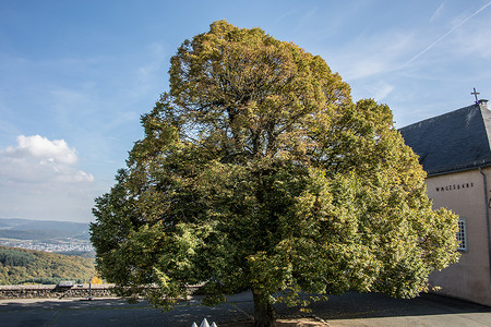 希腊城堡的一棵长长的单生树天空独奏广场种群蓝色树干山毛榉树冠孤独者树叶背景图片