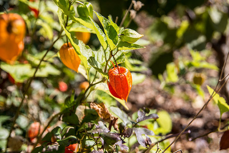 克劳特茄属植物观赏植物高清图片