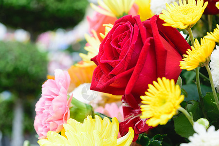 在花束的美丽的红色玫瑰花香味艺术生长玫瑰花店粉色区系绿色叶子黄色背景图片