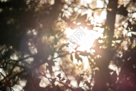 森林中的树枝 阳光照耀 焦点柔软 自然背景模糊 掌声树木环境公园树梢蓝色叶子框架树叶树干木头背景图片