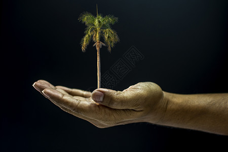 手握阿雷卡凯楚棕榈树男人地球黑色水果绿色儿茶生活概念成人棕榈背景图片