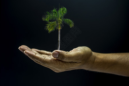 手握阿雷卡凯楚棕榈树地球绿色生态男性生活概念手臂环境儿茶男人背景图片