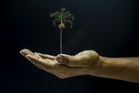 手握阿雷卡凯楚棕榈树概念儿茶手臂成人生态地球男性黑色绿色水果背景图片