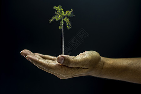 手握阿雷卡凯楚棕榈树生活男性男人环境地球手臂儿茶黑色棕榈绿色背景图片