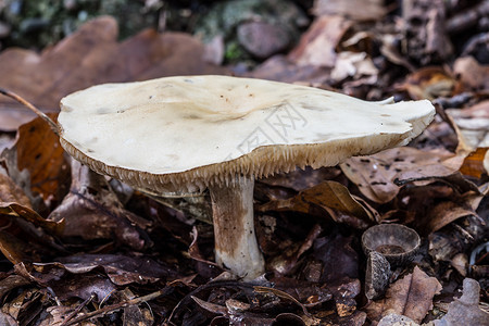 秋叶林中蘑菇的果实体树叶真菌枯木落叶林森林蘑菇土壤棕色层状苔藓背景图片
