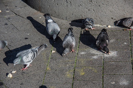 施纳贝尔市场上的捕鸽子鸟类羽毛翅膀阴影沙顿棕色家禽石膏灰色背景