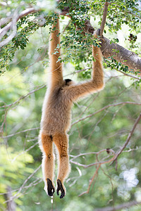 猴子挂在藤上抓着并挂在树上的白长袍可爱猴子木头森林白色野生动物哺乳动物棕色白手荒野叶子灵长类背景