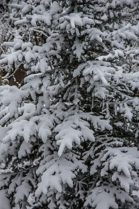 冬季森林中带雪盖的圣诞树白色松针树枝绿色分支机构景观针叶树背景图片