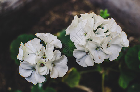 天竺葵花粉色植物群叶子花朵植物白色花园花瓣高清图片