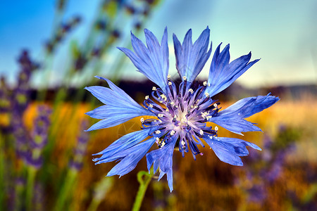 关于草原上一朵小蓝瓶花的细节季节天空花瓣植物背景图片