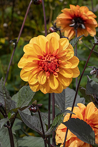 Dahlia 大卫霍华德宏观木头植物背景花瓣生长橙子块茎园艺季节背景图片