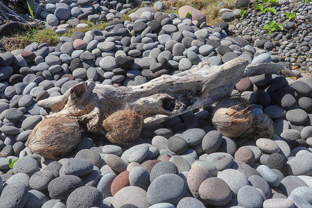 胡杨林宝石滩老干木头 大海冲刷了鹅卵石滩上的一块老树干和椰子  sea sur 表面光滑的椭圆形宝石背景