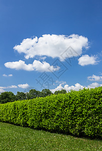 绿色对冲花园植物天空美丽树篱草地灌木栅栏叶子园艺背景图片