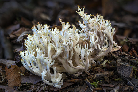 真菌学珊瑚真菌宏观季节菌类食用菌孢子树干食物植物林地森林背景