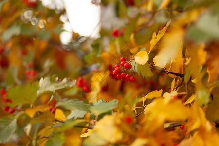 秋天的霍桑树红色黄色公园树叶植物浆果植物群背景图片