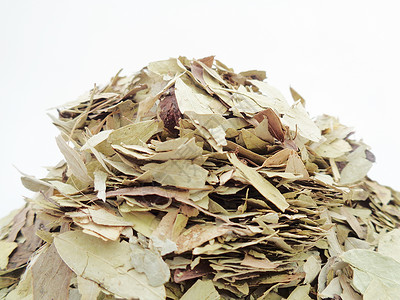 干番泻叶 也称为 daun jati 瓷器 有白色背景 这种叶子通常用作凉茶 此茶清爽 有特殊香气阳光决明子泻药食物便秘环境药品背景图片