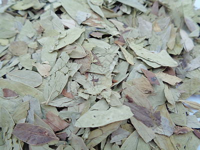 干番泻叶 也称为 daun jati 瓷器 有白色背景 这种叶子通常用作凉茶 此茶清爽 有特殊香气阳光药品食物便秘花草草本植物豆背景图片