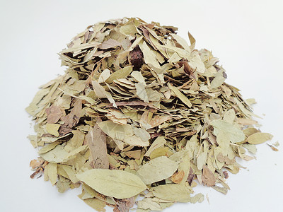 干番泻叶 也称为 daun jati 瓷器 有白色背景 这种叶子通常用作凉茶 此茶清爽 有特殊香气阳光决明子草本植物热带泻药植物背景图片
