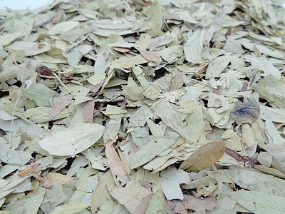 干番泻叶 也称为 daun jati 瓷器 有白色背景 这种叶子通常用作凉茶 此茶清爽 有特殊香气药品泻药热带食物植物豆荚环境阳背景图片