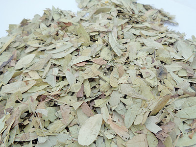 干番泻叶 也称为 daun jati 瓷器 有白色背景 这种叶子通常用作凉茶 此茶清爽 有特殊香气豆荚食物决明子草本植物药品环境背景图片