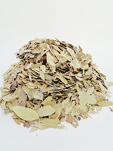 干番泻叶 也称为 daun jati 瓷器 有白色背景 这种叶子通常用作凉茶 此茶清爽 有特殊香气决明子食物阳光环境泻药植物草本背景图片